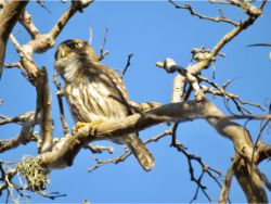 Ferruginous Pygmy-Owl